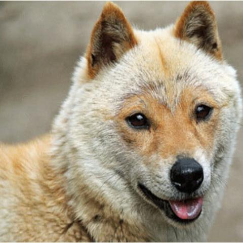 《无限暖暖》赶绵羊攻略：轻松通关技巧大揭秘！