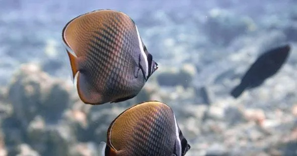 蝴蝶结鱼获取攻略：揭秘高效获取新技巧