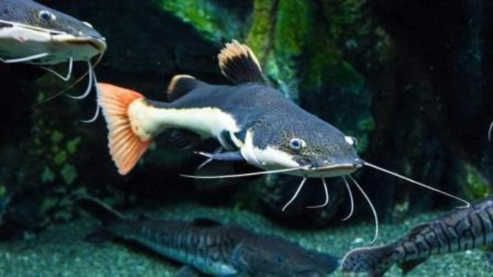 胡子鲶鱼攻略：揭秘高效获取新技巧