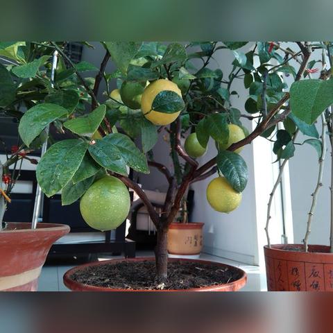 探秘《无限暖暖》奇想香氛，获取攻略新风向