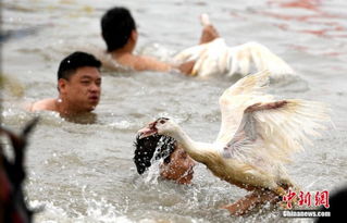 女子遭鸭击索赔5万，海洋乐园惊现意外赔偿案