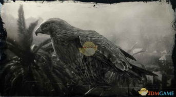 荒野寻踪：揭秘护鹭鹰龙藏匿之地与珍稀素材