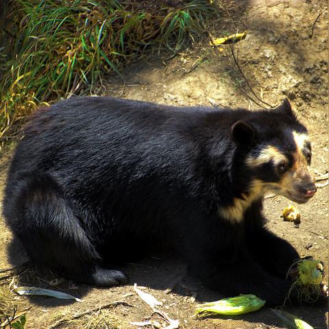 怪异之花获取攻略：揭秘切尔诺贝利之心独特位置