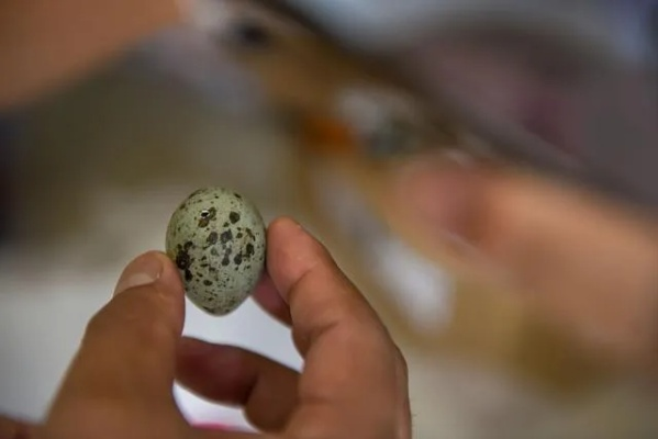 虫卵蛋猎新策略：揭秘高效构筑秘籍