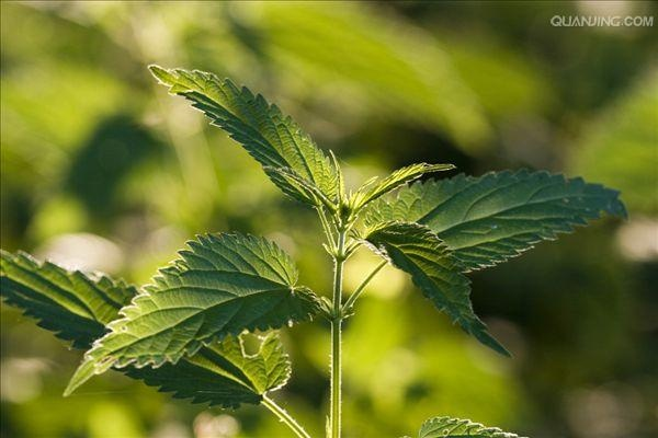 刺荨麻获取攻略：揭秘高效获取方法与技巧