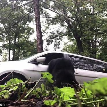 功夫黑熊闯体育馆，惊险破窗吊单杠，揭秘新技能震撼登场