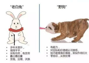 《野狗子》真假结局解锁秘籍，探秘全新价值点揭晓