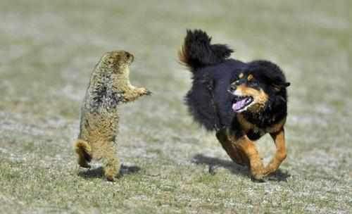 《野狗子》战斗秘籍：深度解析全新战斗价值体验