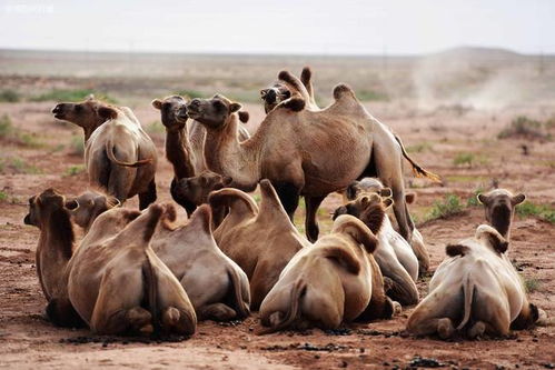 《野狗子》奇才贝蒂解锁攻略，神秘老太太藏匿点详探