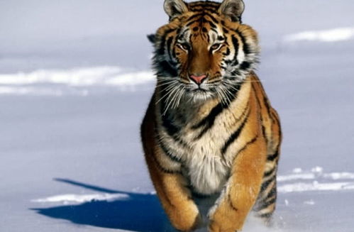 《野狗子》毒鱼壶-改攻略：高效收集记忆碎片技巧解析