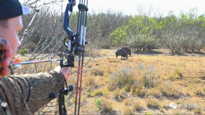 《荒野猎技揭秘：弓箭新机制深度解析与实战攻略》