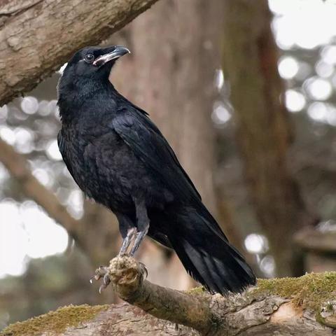 阿尔贝利希岛奥丁渡鸦高效收集攻略，解锁神秘新技能