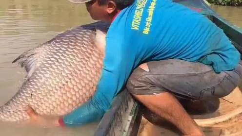30斤巨鱼主动投岸求食，钓鱼大哥喜获新宠