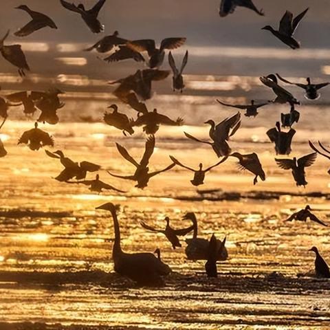 三角洲精英揭秘：尖端战术新篇章