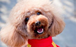 绝区零攻略：揭秘邦布泰迪拯救秘籍，解锁全新游戏价值