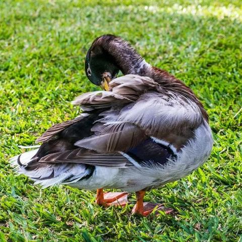 沙滩乐园新发现：揭秘心动小镇小鸭子奇遇记