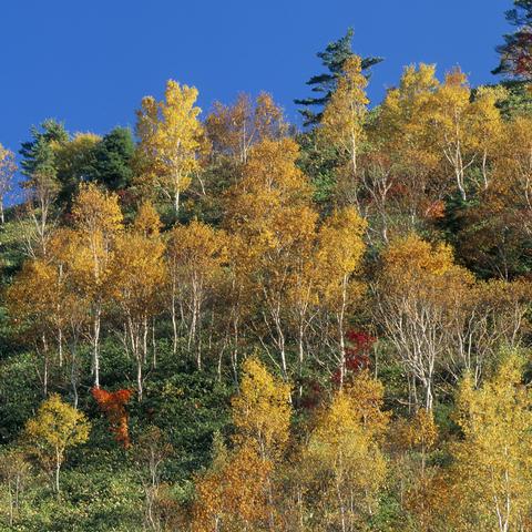 《纸嫁衣7》第二章鼓点密码破解攻略，高效解谜新技巧揭秘