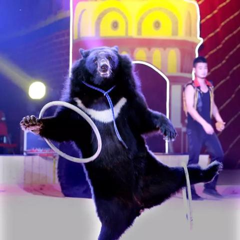 《命运方舟》挑战极限：单人小丑难度揭秘攻略