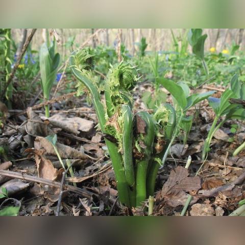 蕨皮山谷大秘境攻略：高效通关秘籍，掌握全新战术精髓