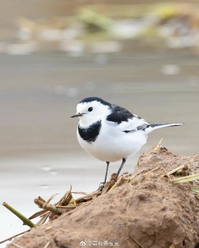 心动小镇白鹡鸰现踪点揭秘，探寻神秘鸟儿栖息地