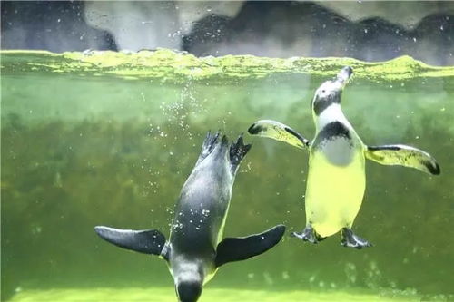 探寻心动小镇皇帝鸬鹚神秘踪迹