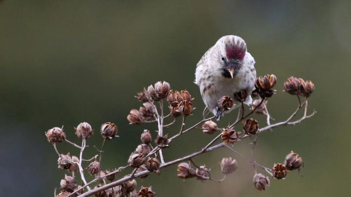 《心动小镇》白腰朱顶雀寻踪记：探秘鸟语花香之地