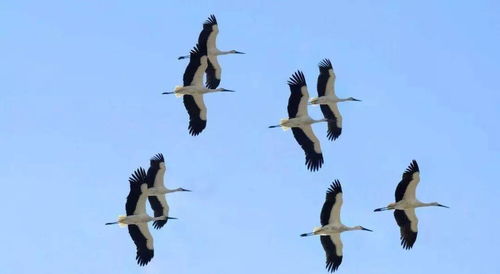 燕鸥栖息地揭秘：心动小镇探秘之旅