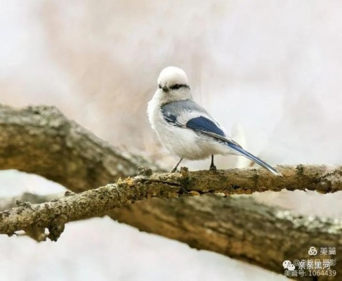 灰蓝山雀栖息地探秘：心动小镇寻踪记