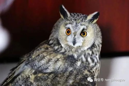 《心动小镇》探秘：长耳鸮栖息地大揭秘