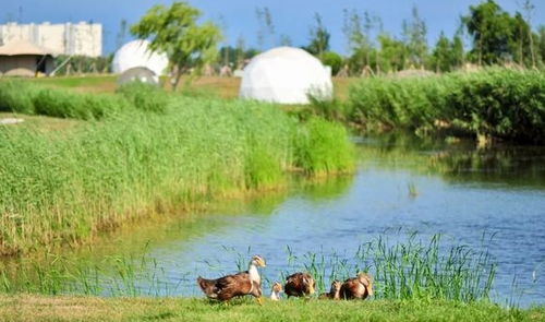 《心动小镇》探秘：红脸鸬鹚栖息地大揭秘