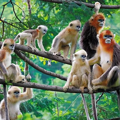 《绝区零》青衣抽卡时间揭秘：揭秘青衣抽卡秘境