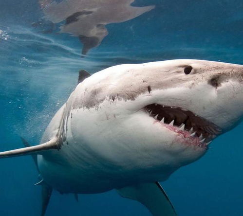 大白鲨多流派搭配攻略：七日世界生存秘籍大揭秘