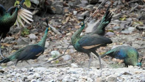 《心动小镇》红颈绿鸠寻踪记：探寻神秘鸟儿栖息地