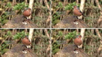《心动小镇》苍头燕雀藏身之谜，探秘新发现！