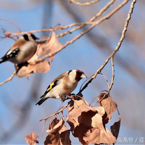 《心动小镇》探秘：红腹灰雀栖息地大揭秘