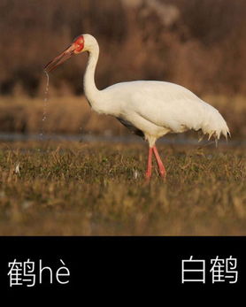 《心动小镇》鹪鹩藏身之谜，探寻神秘新价值