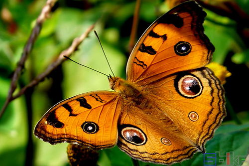 《心动小镇》孔雀蛱蝶捕捉攻略，一网打尽新技巧