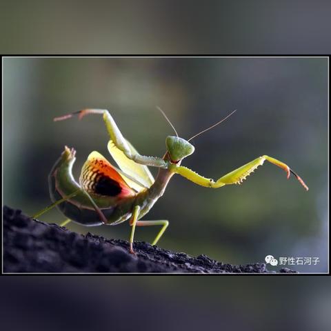 虹螳捕捉攻略：心动小镇隐藏位置大揭秘