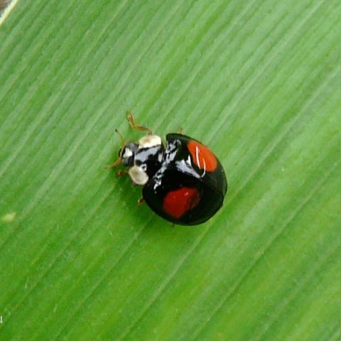 四星瓢虫捕捉攻略：心动小镇独家捕捉秘籍揭晓