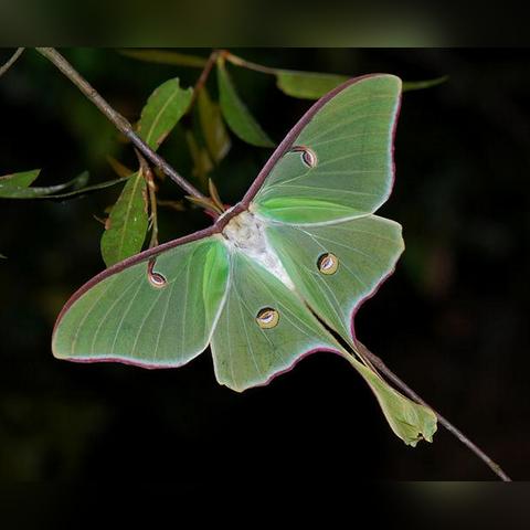 姬长尾水青蛾捕捉秘境大揭秘，心动小镇新发现