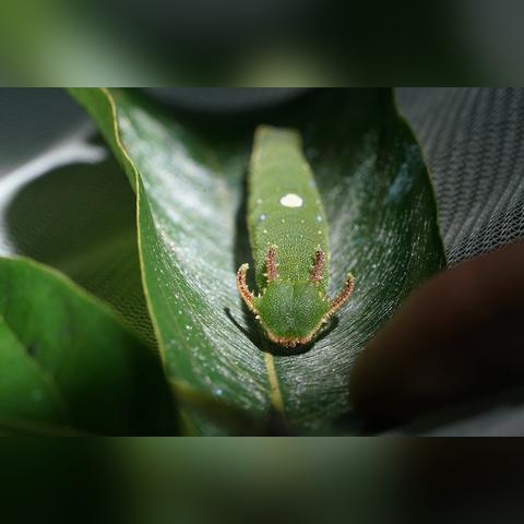 《心动小镇》紫闪蛱蝶捕捉秘境大揭秘，探秘新价值！