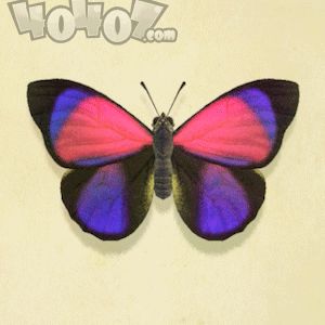 绿贝矩蛱蝶捕捉攻略：心动小镇新发现