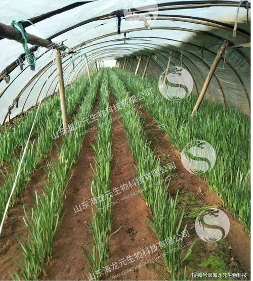 心动小镇绿虎甲捕捉攻略，揭秘高效捕捉新技巧