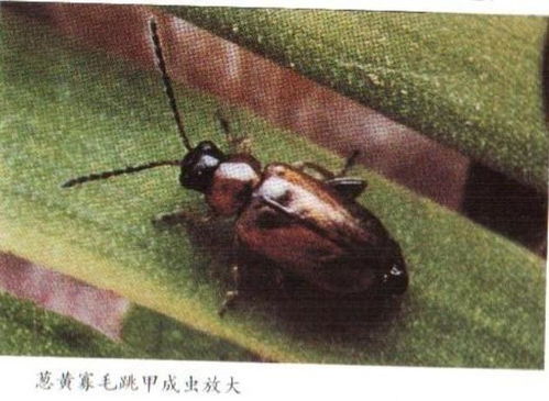 《心动小镇》芦笋叶甲捕捉攻略，揭秘高效捕捉技巧