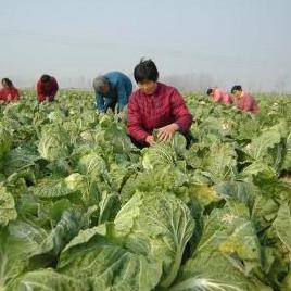 全自动种植田攻略：揭秘《七日世界》高效农业新价值