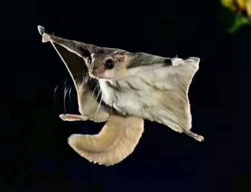 飞鼠空中探险解谜秘籍，解锁《原神》赐福森林新境界