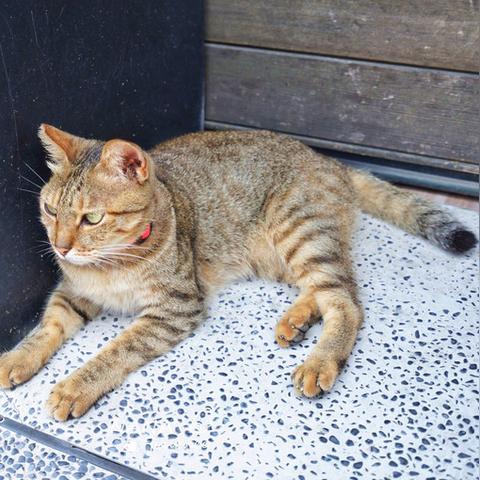 轻松掌握《心动小镇》猫猫屋建造秘诀，打造温馨家园新体验