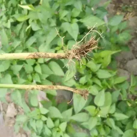 元素师护石毕业攻略：如何挑选升级必备神器