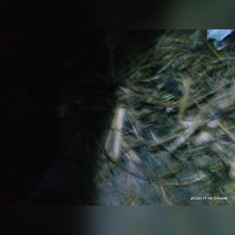 心动小镇三刺鱼钓点攻略，解锁神秘水域宝藏