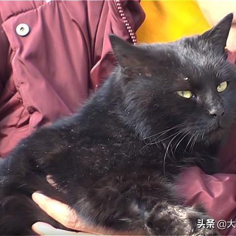 绝区零黑猫养成秘籍：轻松解锁收养新技能